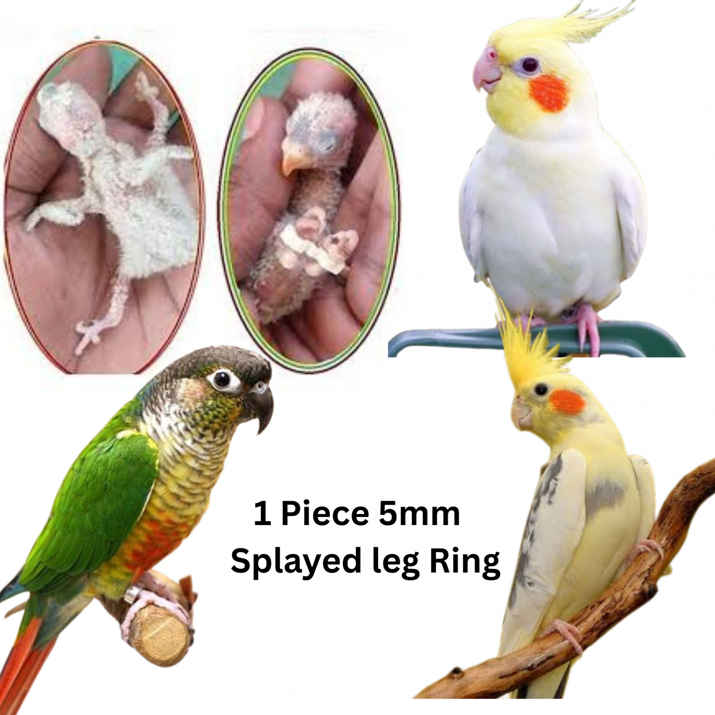 Cockatiels, Small Conures Bird Splayed ring band (5mm) Splayed Leg Treatment Bracelet for Birds - Corrective Brace for Cockatiels, Small Conures and Similar size bird (1 Piece)