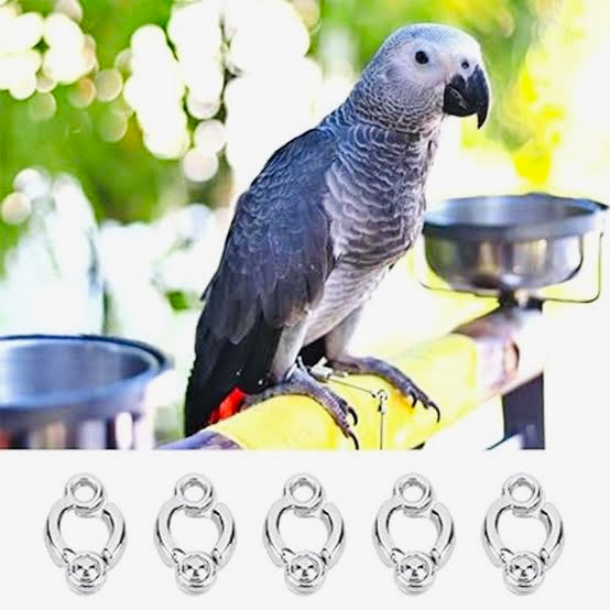 11mm African Grey Parrot Allow Leg Ring with 3ft Chain | Harness for Birds