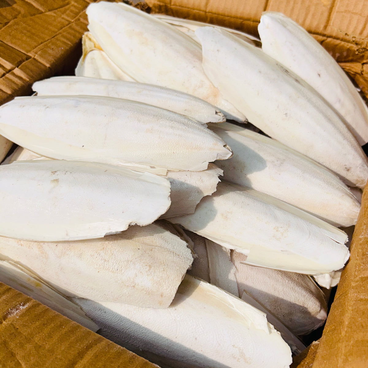Volikart 100g Cuttlefish Bone for Birds | Natural Cuttle Bone
