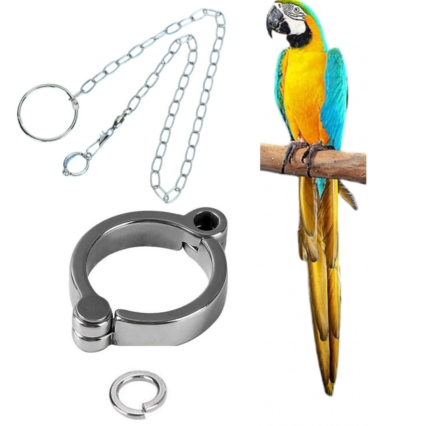 13mm Blue & Gold Macaw Allow Leg Ring with 5ft Chain – Secure Metal Leg Harness for Large Parrots & Birds