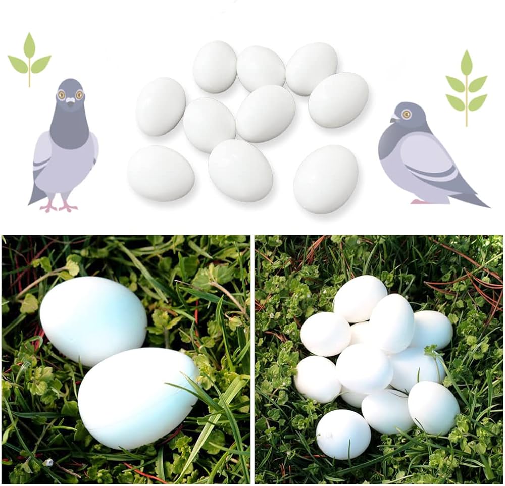 Fake Pigeon Eggs for Breeding & Incubation – Realistic Dummy Eggs (Pack of 5) | Volikart