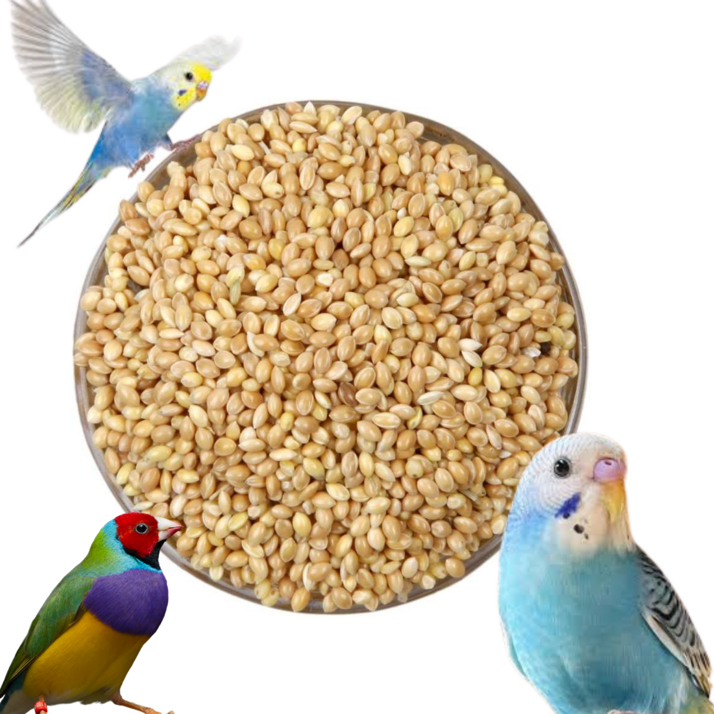 Kangni Dana Bird Seeds – 0.9 Kg | Premium Bird Food for Budgerigars, Finches & Small Birds | High-Nutrition Diet for All Ages