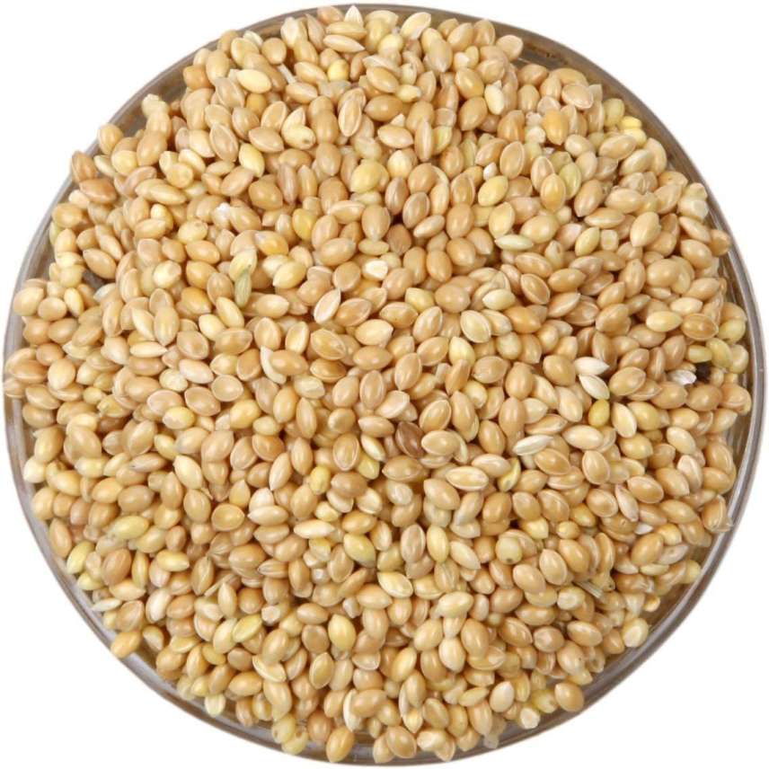 Kangni Dana Bird Seeds – 0.9 Kg | Premium Bird Food for Budgerigars, Finches & Small Birds | High-Nutrition Diet for All Ages