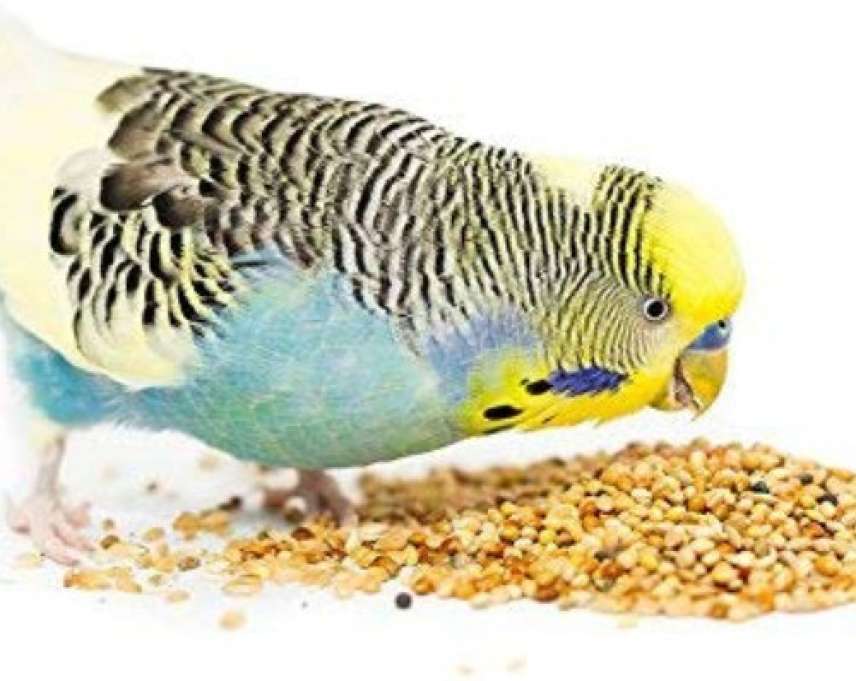 Kangni Dana Bird Seeds – 0.9 Kg | Premium Bird Food for Budgerigars, Finches & Small Birds | High-Nutrition Diet for All Ages