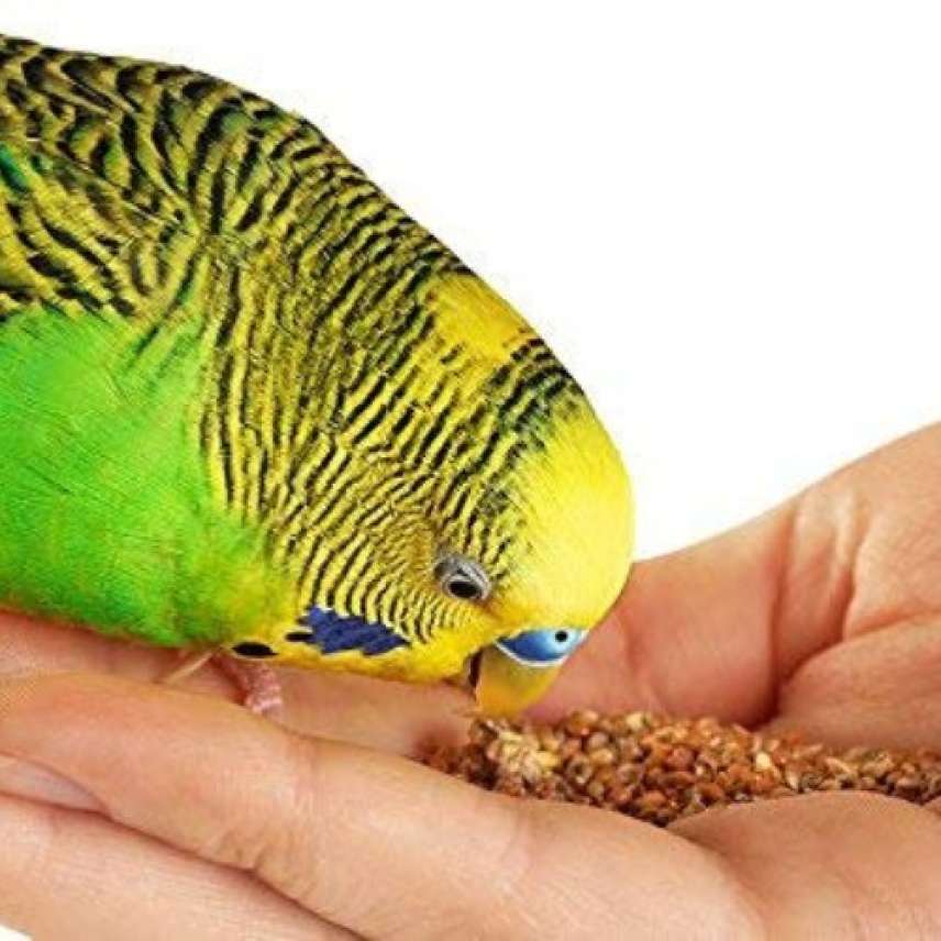 Kangni Dana Bird Seeds – 0.9 Kg | Premium Bird Food for Budgerigars, Finches & Small Birds | High-Nutrition Diet for All Ages