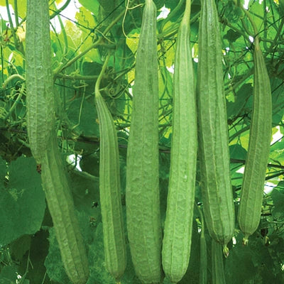 Volikart 4-in-1 Gourd Seeds Combo Pack | Bottle Gourd, Snake Gourd, Bitter Gourd & Ridge Gourd Seeds | 20 Seeds Each | Home Gardening & Kitchen Garden