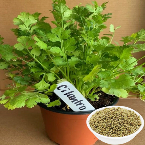 Coriander (Dhaniya) Seeds for Home Garden – High Germination, Fast Growing & Fresh Green Leaves | Best Quality Vegetable Seeds for Terrace & Kitchen Gardening – Volikart