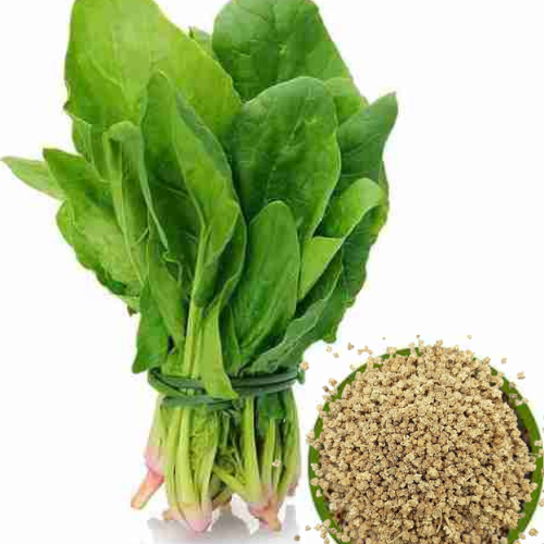 Spinach (Palak) Seeds for Home Garden | High Germination | Fresh & Fast Growing Vegetable Seeds – Volikart