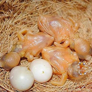 Fine Quality Natural Coco Fiber Nesting Material for All Birds and Small Animals weight 500gm