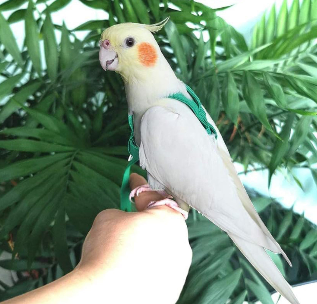 Sun Conure Bird Body Harness Adjustable Durable Reusable Safe Great for Training, Exercise & Playing