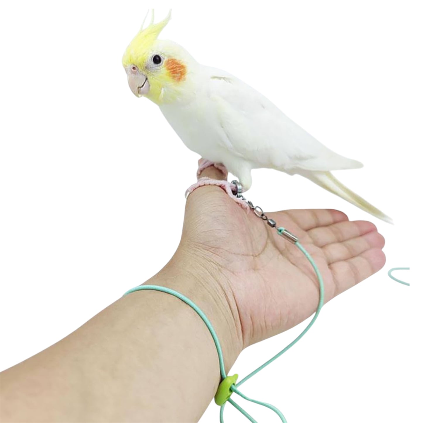 Bird Harness with 6mm Leg Ring & Elastic Leash – Ideal for Cockatiels, Small Conures & Similar-Sized Birds | Available on Volikart