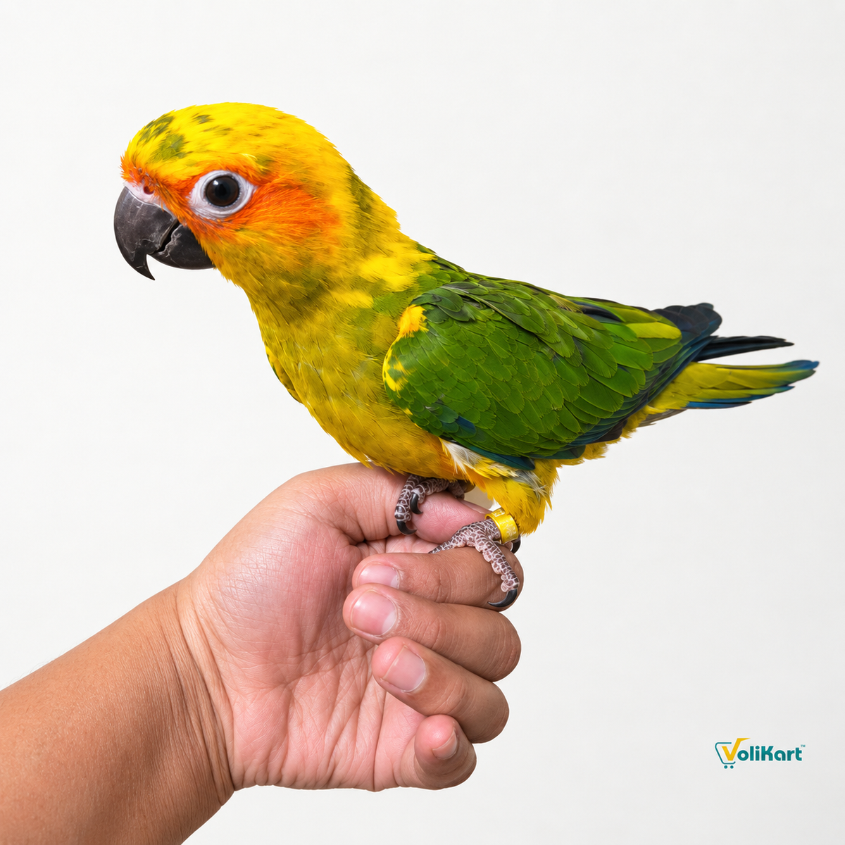 Volikart™ 6.7mm Aluminum Closed Leg Rings for SunConures & Monk Parakeets (10 Pc)