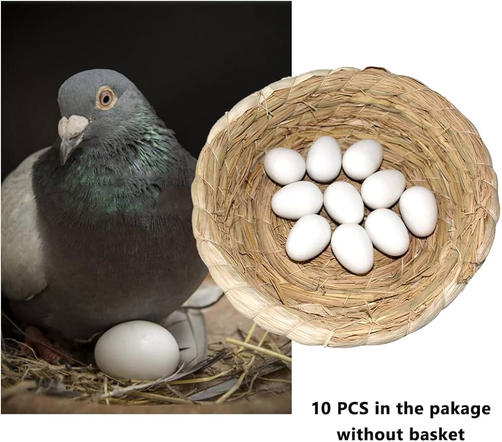 Fake Pigeon Eggs for Breeding & Incubation – Realistic Dummy Eggs (Pack of 10) | Volikart