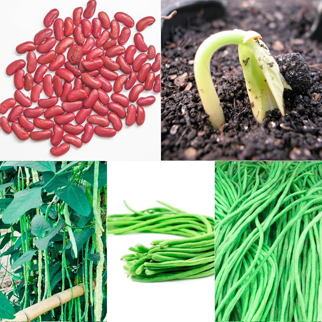 Voligreen™ Yard Long Bean (Barbati) Vegetable Seeds for Planting – 55 Seeds