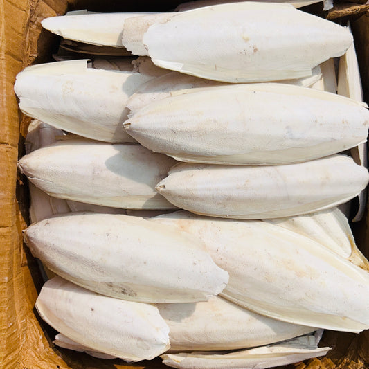 Premium Cuttlefish Bone 1kg for Birds | Natural Calcium | Volikart