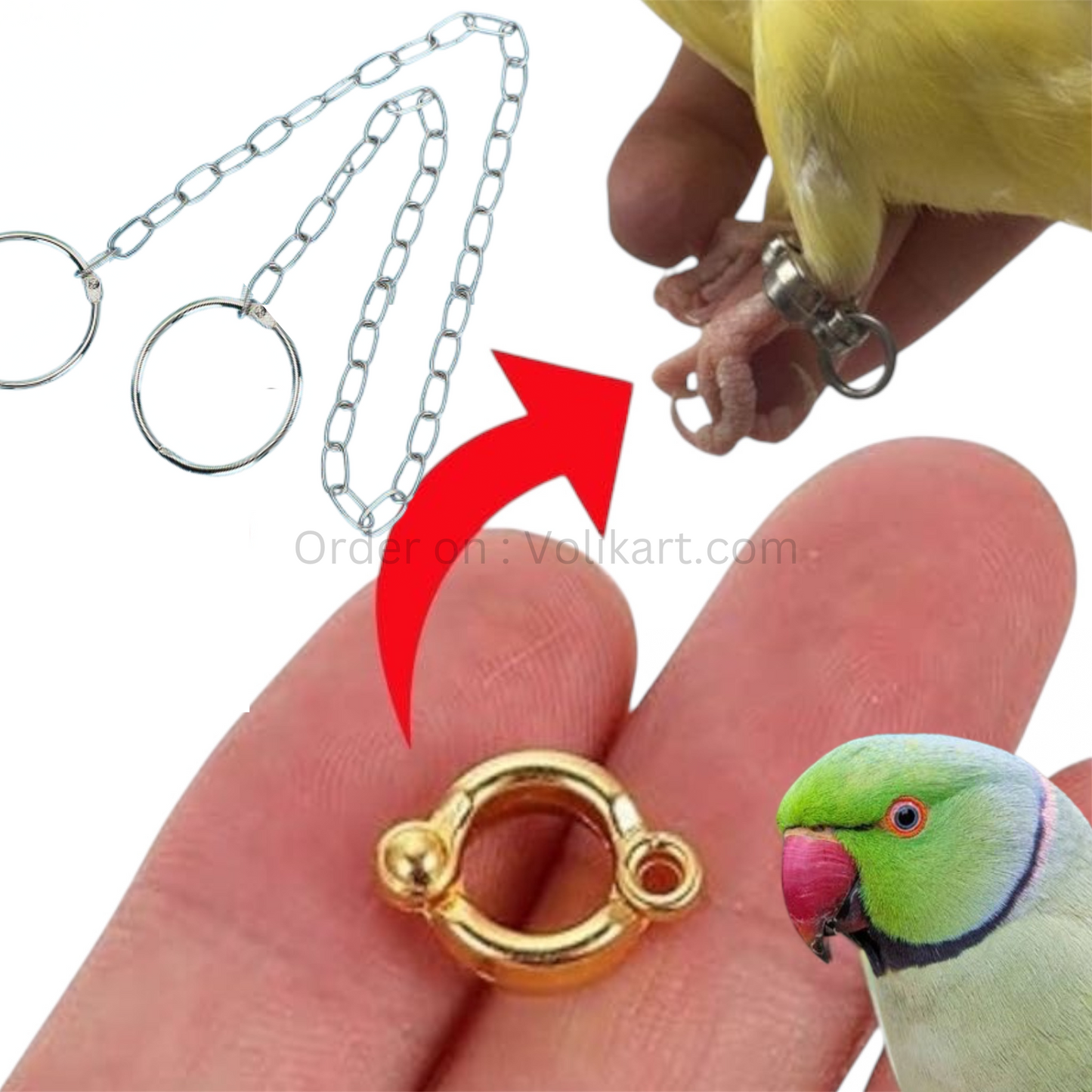 Alexander Parrot Adjustable Bird Leg Ring with Chain Harness – 9.5mm Parrot Leg Ring & Secure Chain Leash for Parrots & Similar-Sized Birds