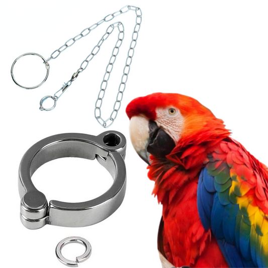 15mm Green Wing Macaw Allow Leg Ring with 5ft Chain – Secure Metal Leg Harness for Large Parrots & Birds