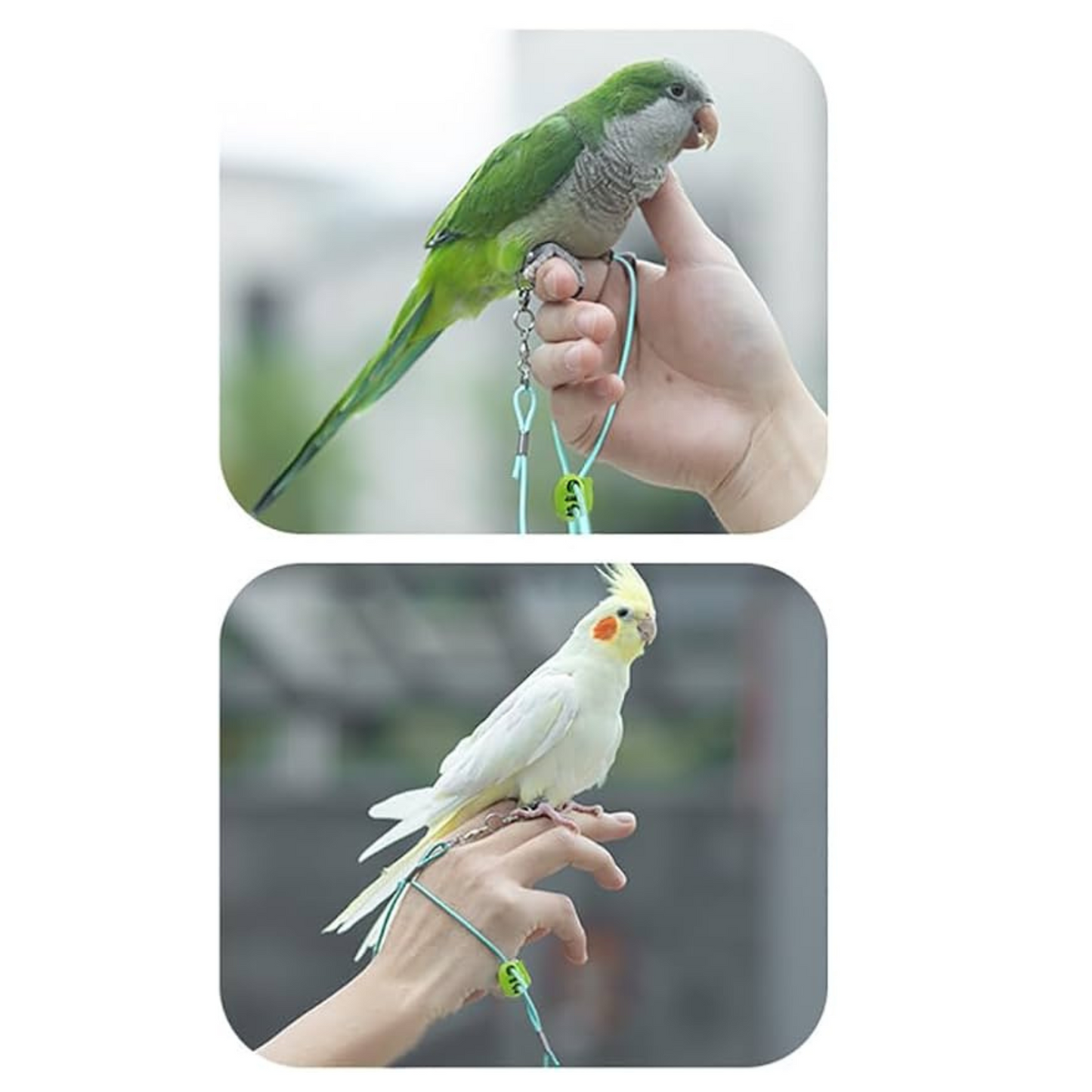 Bird Harness with 6mm Leg Ring & Elastic Leash – Ideal for Cockatiels, Small Conures & Similar-Sized Birds | Available on Volikart