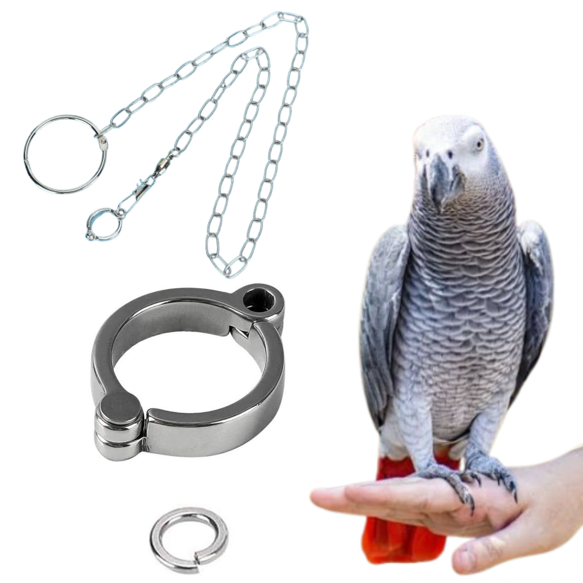 Bird Chain 11mm African Grey Parrot Allow Leg Ring with 4ft Chain | Harness for G ...