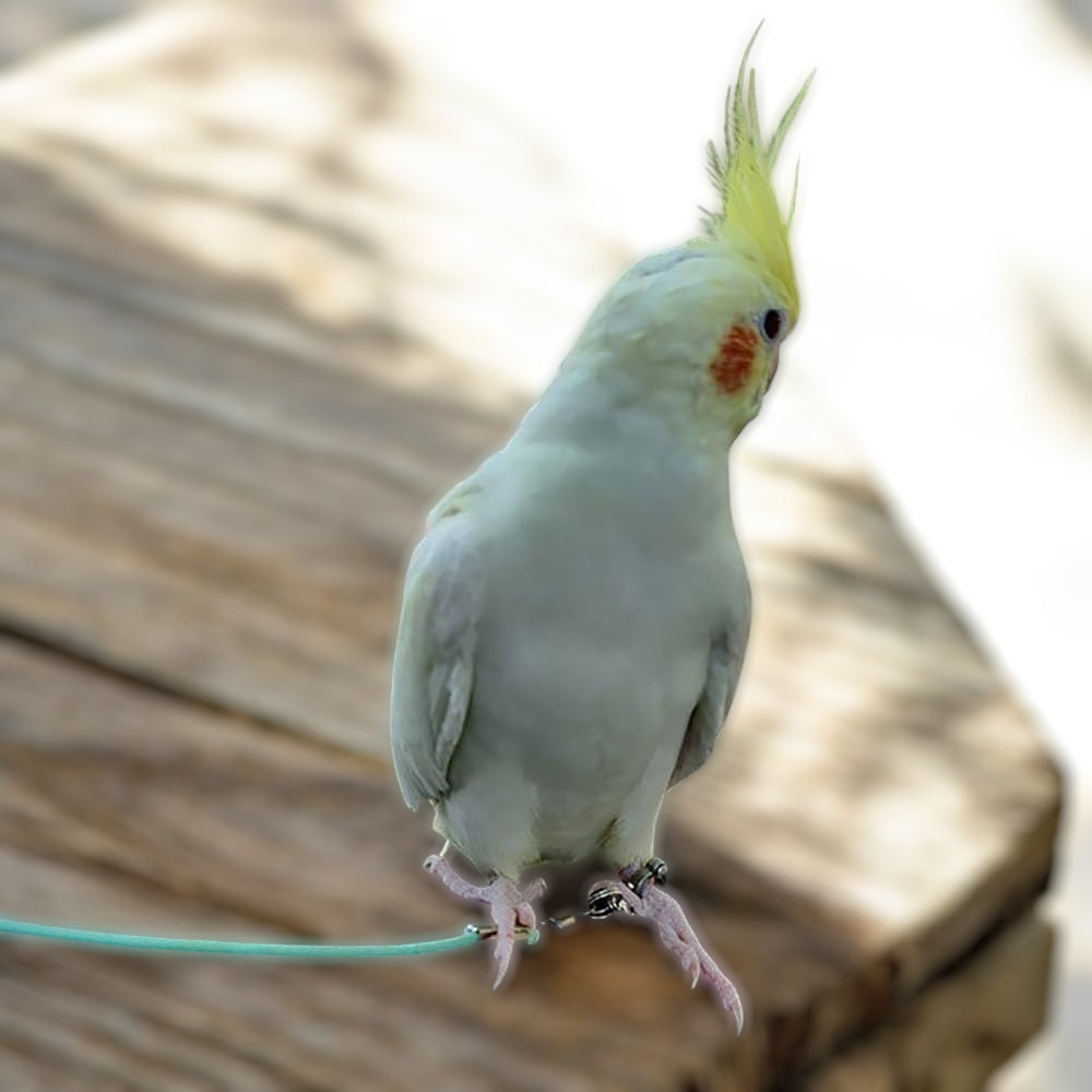 Bird Harness with 6mm Leg Ring & Elastic Leash – Ideal for Cockatiels, Small Conures & Similar-Sized Birds | Available on Volikart