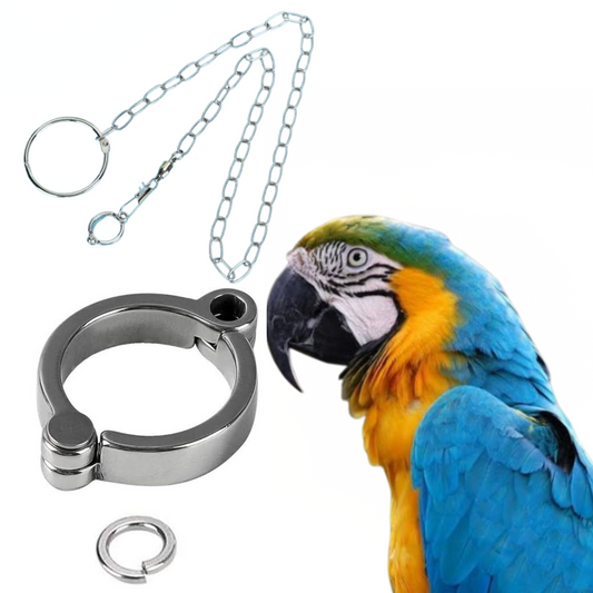 13mm Blue & Gold Macaw Allow Leg Ring with 5ft Chain – Secure Metal Leg Harness for Large Parrots & Birds