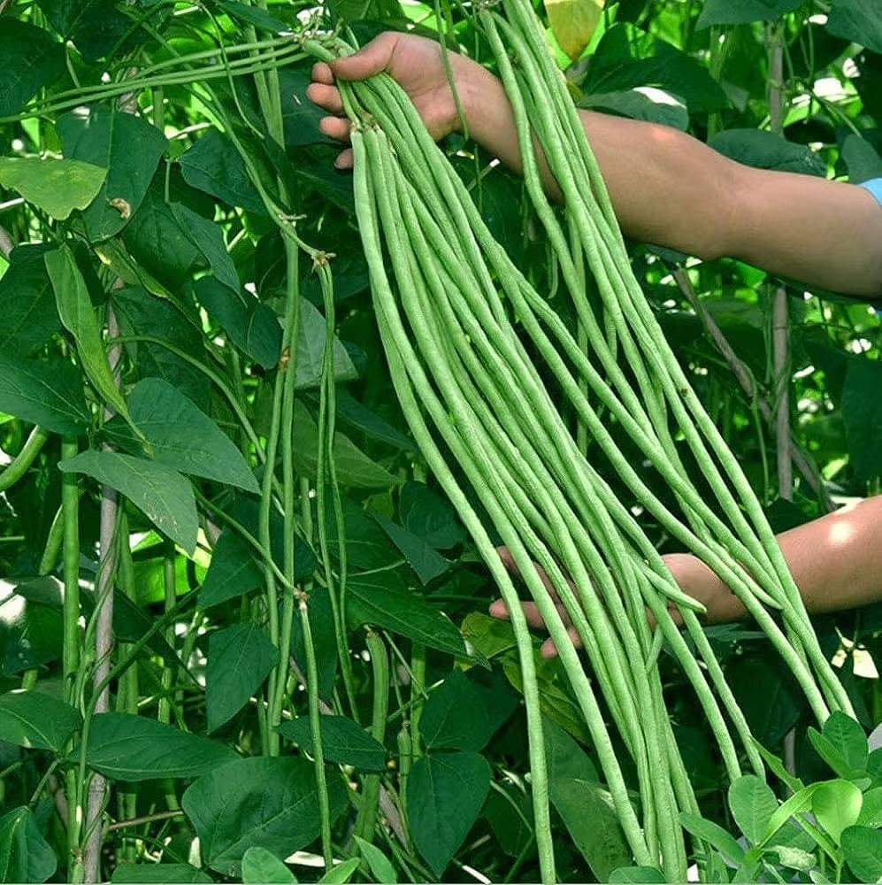 Voligreen™ Yard Long Bean (Barbati) Vegetable Seeds for Planting – 55 Seeds