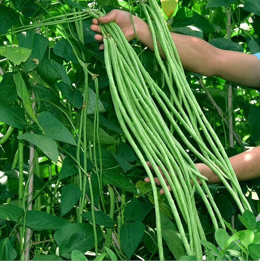 Voligreen™ Yard Long Bean (Barbati) Vegetable Seeds for Planting – 55 Seeds