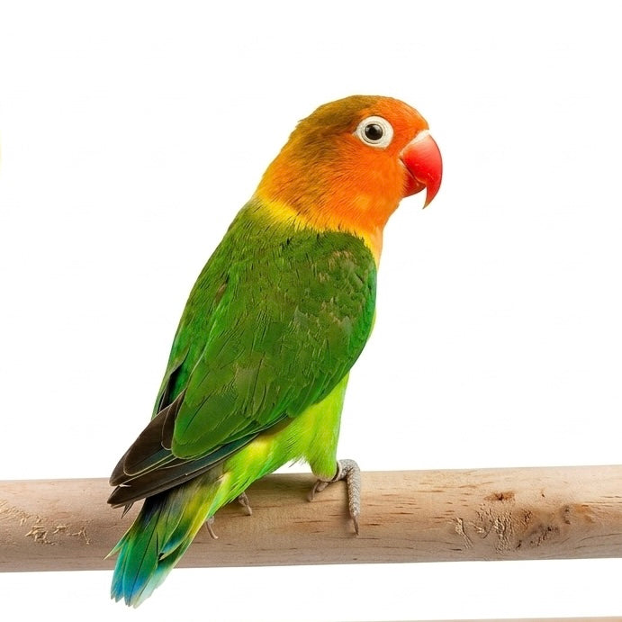 10 Inch Natural Neem Wood Bird Perch | 5 Pieces Wooden Perch Sticks for Parrots & Small Birds