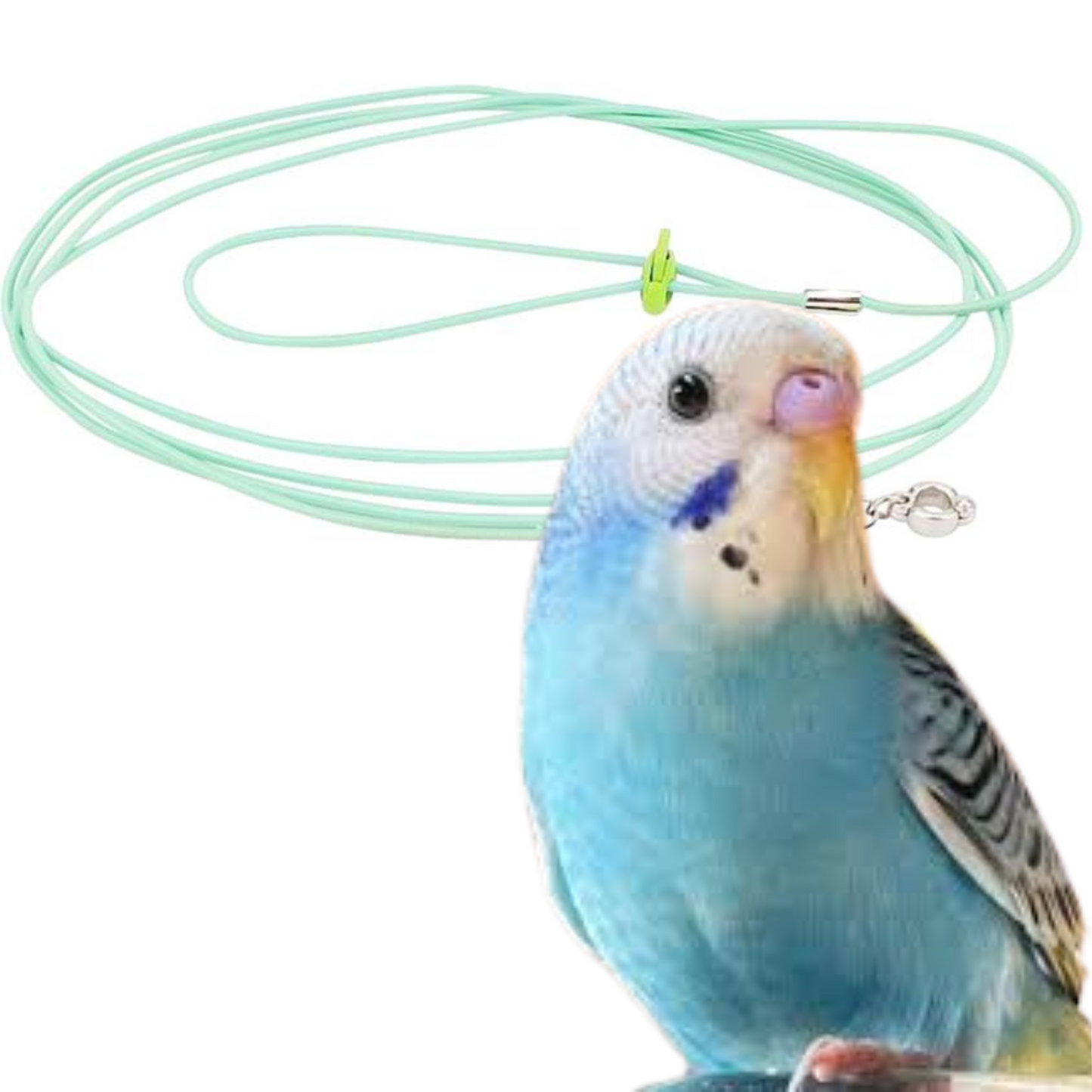 Bird Harness with Leg Ring & 5ft Elastic Leash – Ideal for Lovebirds, Budgerigars & Small Birds | Available on Volikart