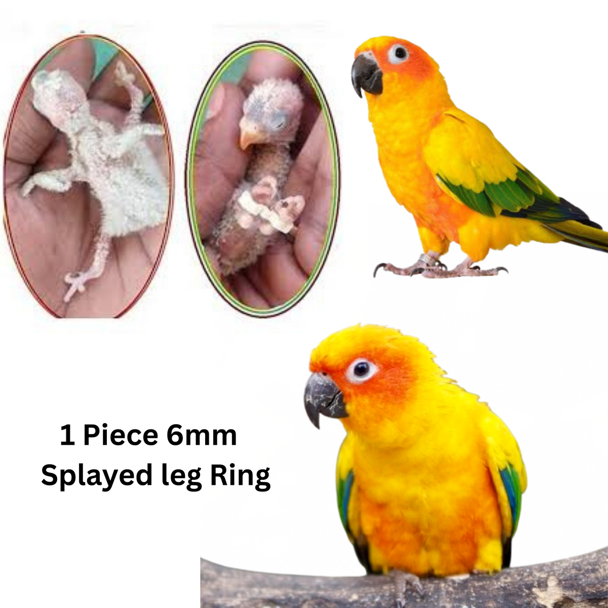 Splayed Sun Conure Bird Splayed ring band (6mm) Splayed Leg Treatment Bracelet ...
