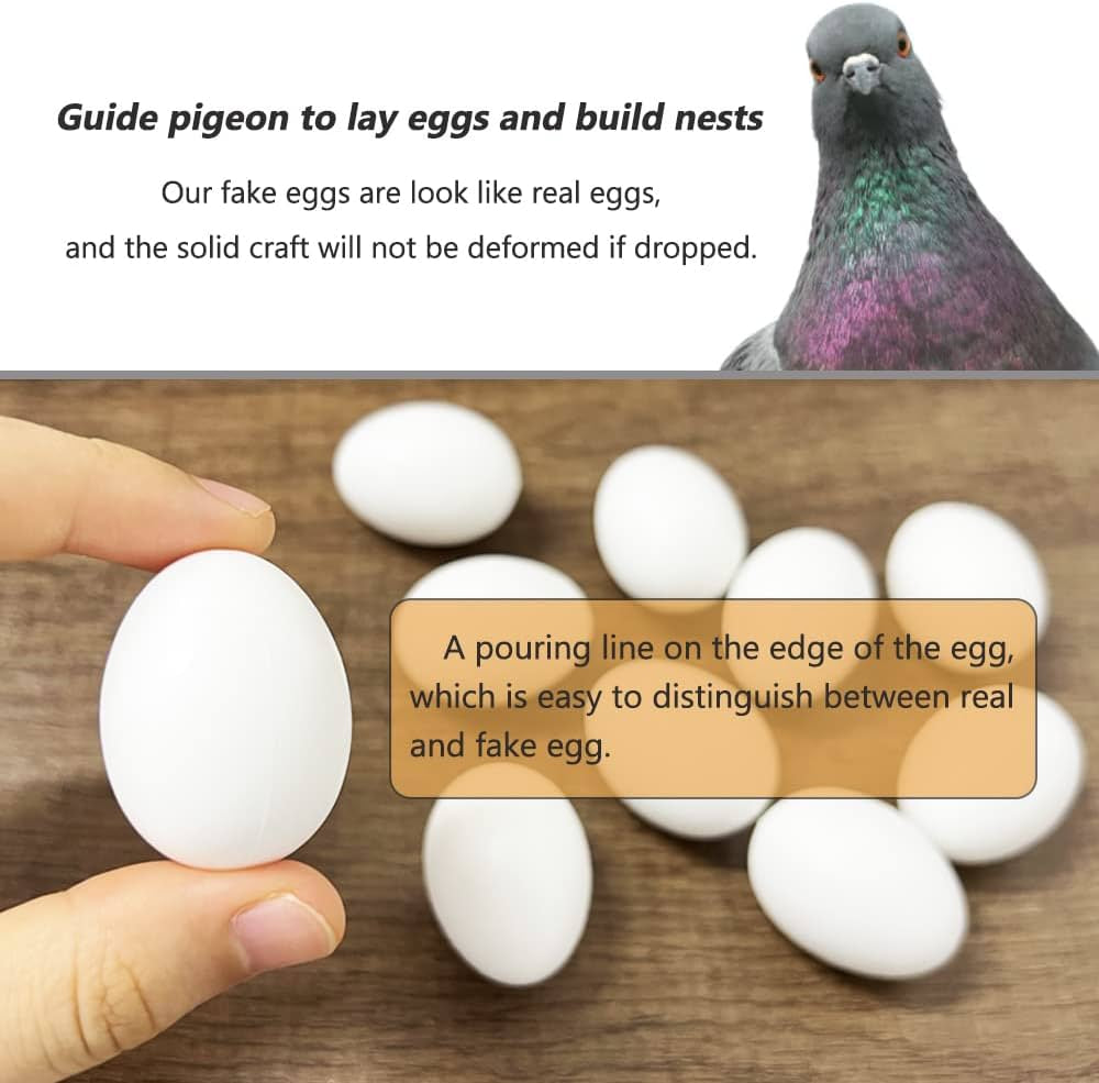 Fake Pigeon Eggs for Breeding & Incubation – Realistic Dummy Eggs (Pack of 5) | Volikart