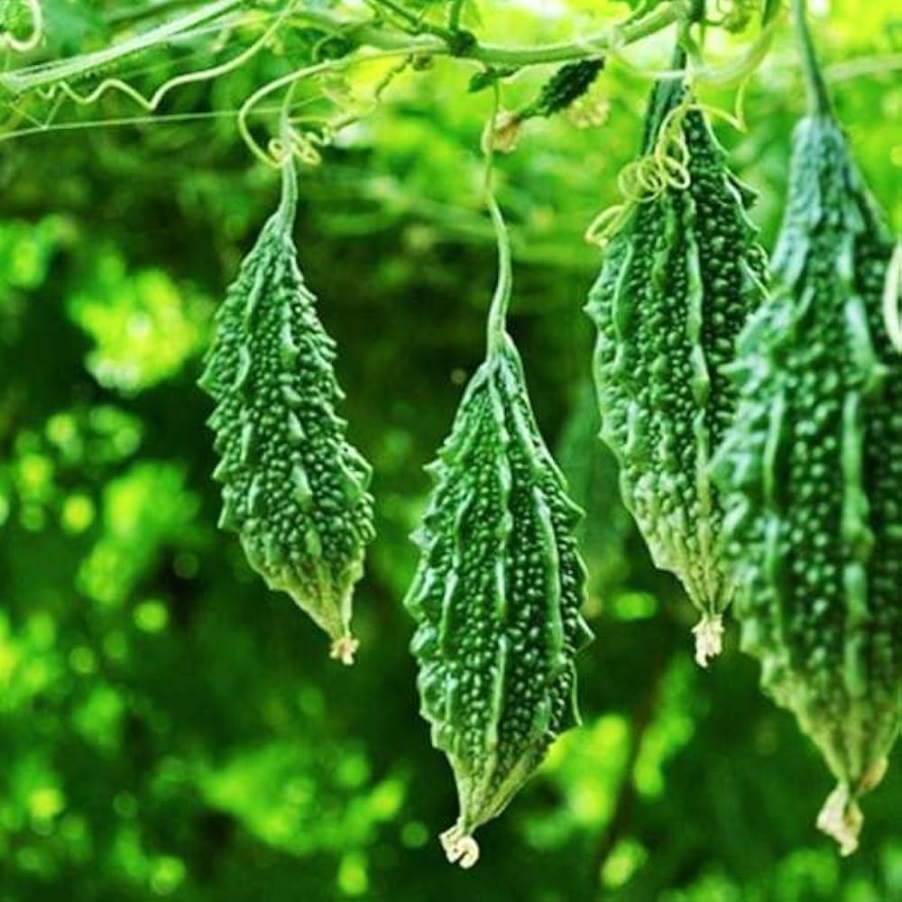 Volikart 4-in-1 Gourd Seeds Combo Pack | Bottle Gourd, Snake Gourd, Bitter Gourd & Ridge Gourd Seeds | 20 Seeds Each | Home Gardening & Kitchen Garden