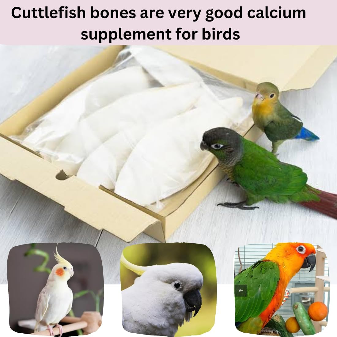 Premium Cuttlefish Bone 1kg for Birds | Natural Calcium | Volikart