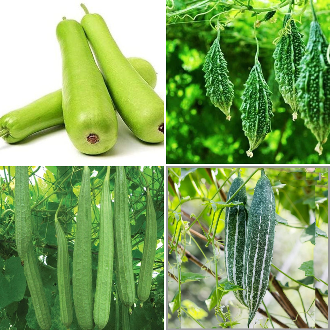 Volikart 4-in-1 Gourd Seeds Combo Pack | Bottle Gourd, Snake Gourd, Bitter Gourd & Ridge Gourd Seeds | 20 Seeds Each | Home Gardening & Kitchen Garden