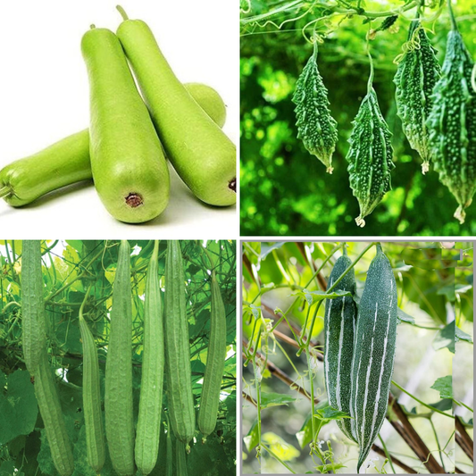 Volikart 4-in-1 Gourd Seeds Combo Pack | Bottle Gourd, Snake Gourd, Bitter Gourd & Ridge Gourd Seeds | 20 Seeds Each | Home Gardening & Kitchen Garden