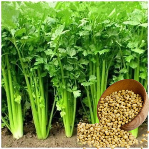 Coriander (Dhaniya) Seeds for Home Garden – High Germination, Fast Growing & Fresh Green Leaves | Best Quality Vegetable Seeds for Terrace & Kitchen Gardening – Volikart