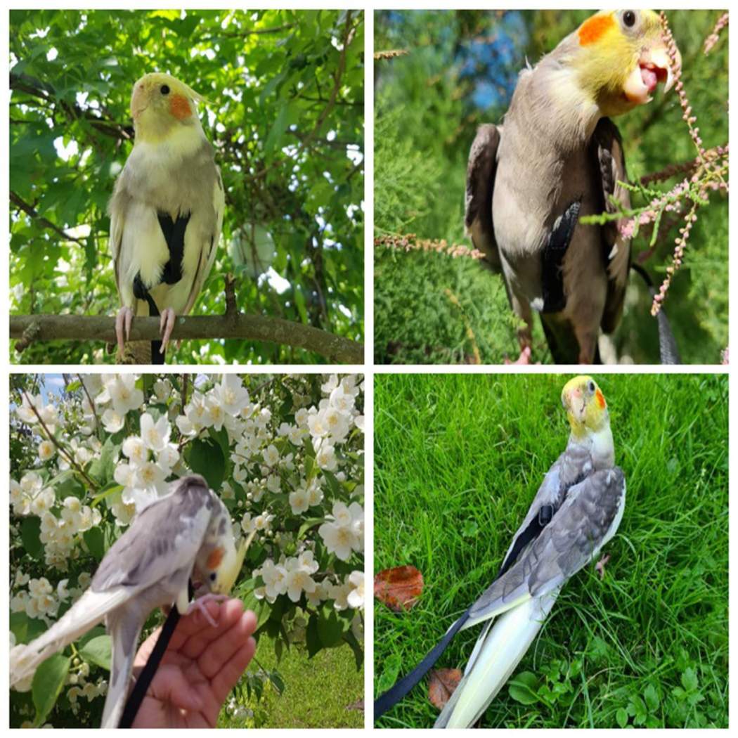 Bird Body Harness Adjustable Durable Reusable Safe Great for Training, Exercise & Playing for Medium & Small Size Bird Like Cockatiel,Conure & Others